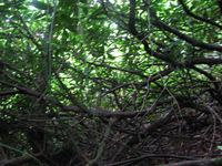 GRSM Accuracy Assessment. Plot Code: GRSM_AA_0384_4