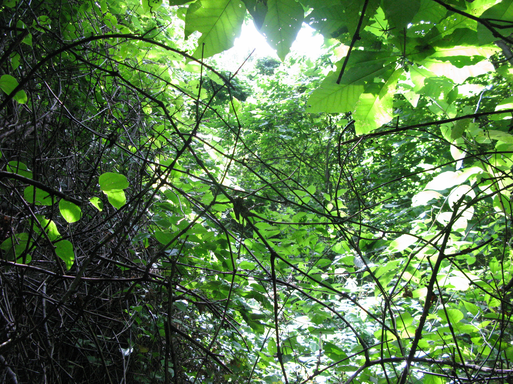 GRSM Accuracy Assessment. Plot Code: GRSM_AA_0972_4