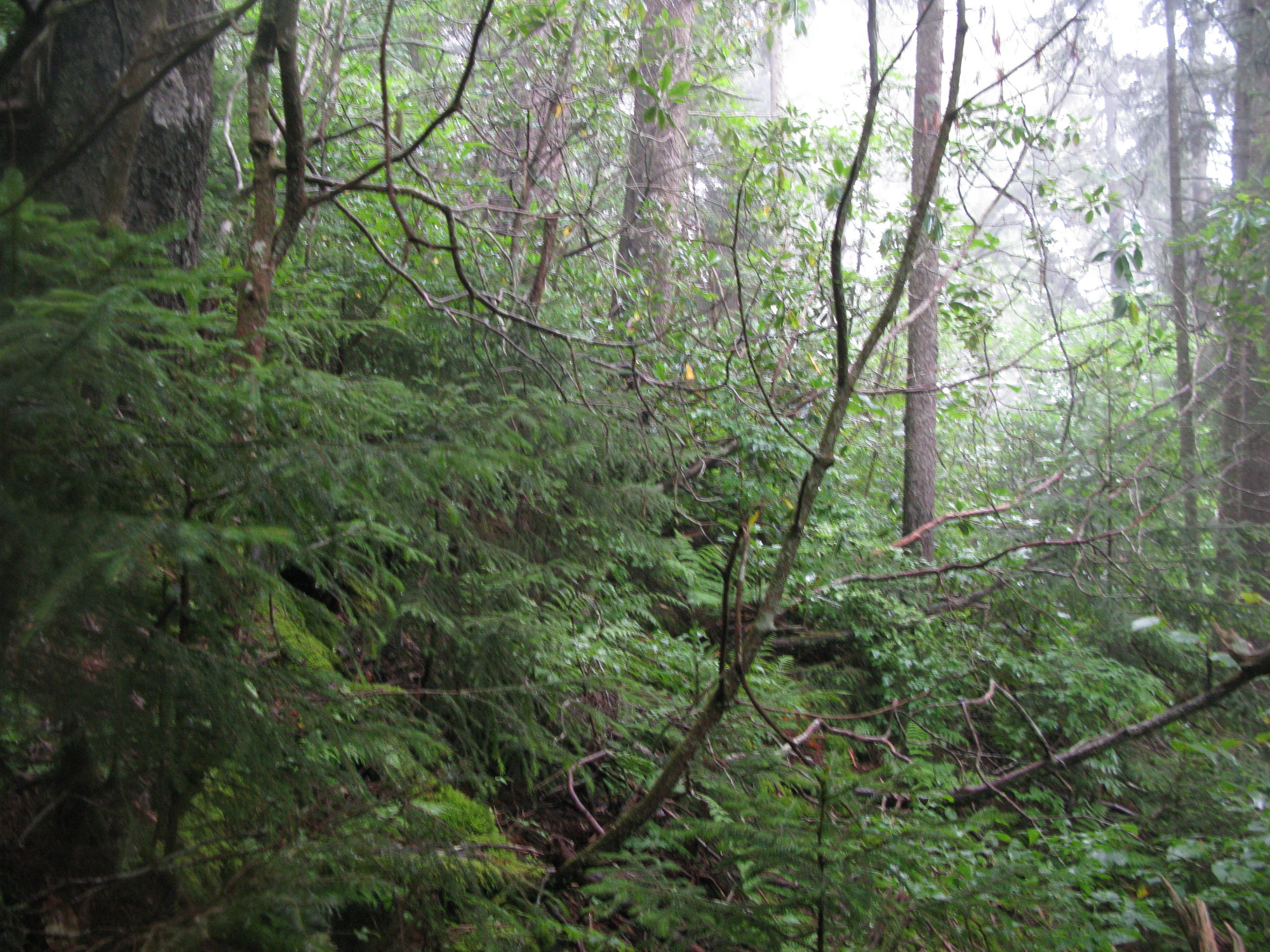 GRSM Accuracy Assessment. Plot Code: GRSM_AA_0029_6