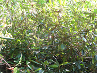 GRSM Accuracy Assessment. Plot Code: GRSM_AA_0796_4