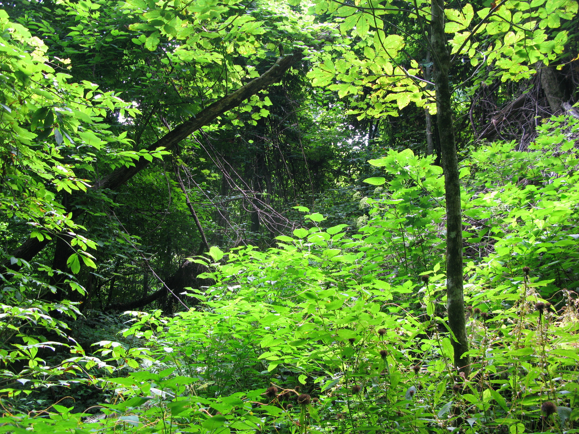 GRSM Accuracy Assessment. Plot Code: GRSM_AA_0948_3