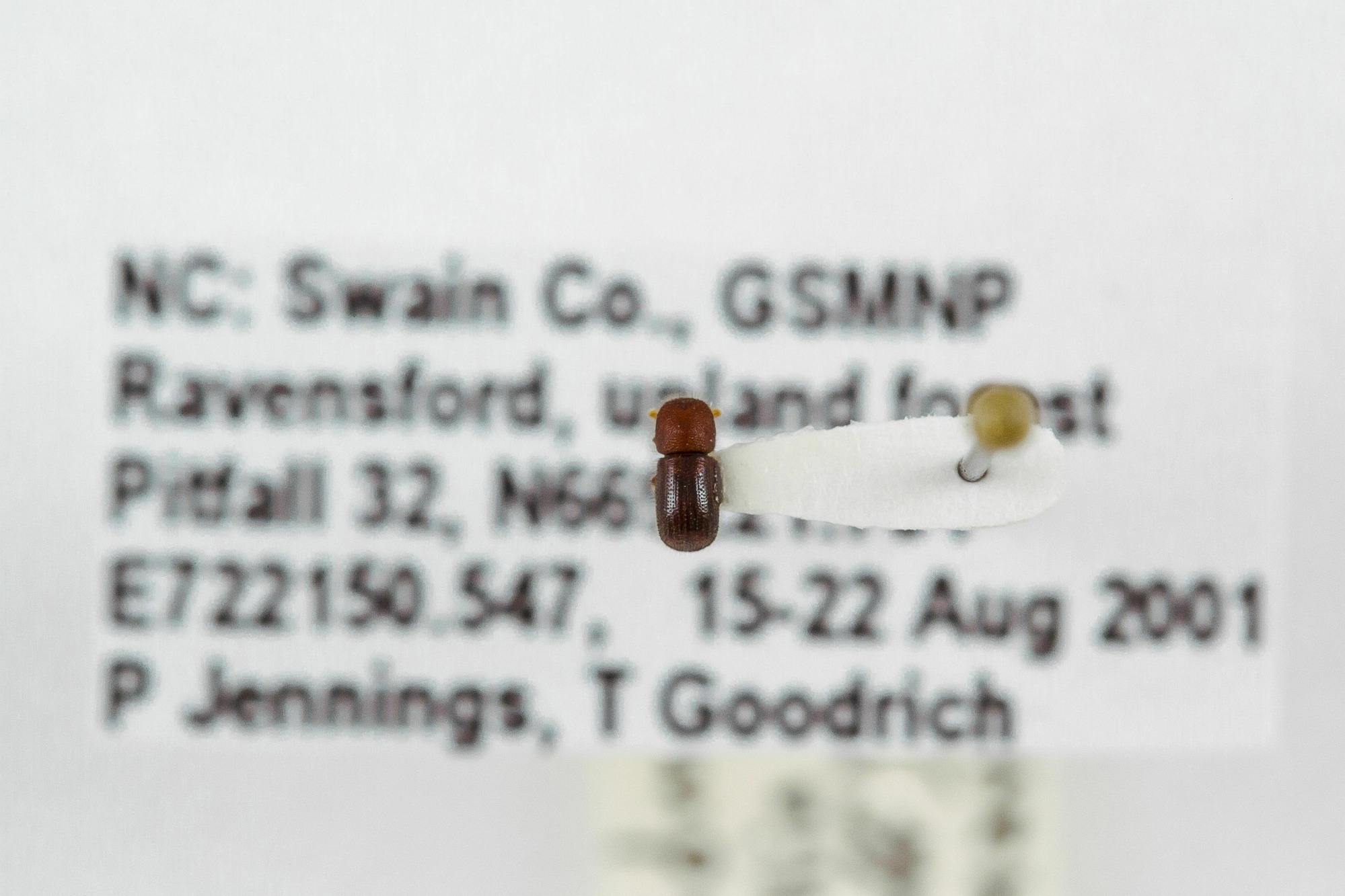 Image of Ambrosiodmus rubricollis, a species of Animalia