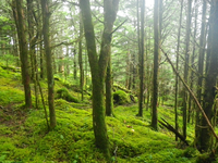 Plot Code: GRSM_AA_0540_6