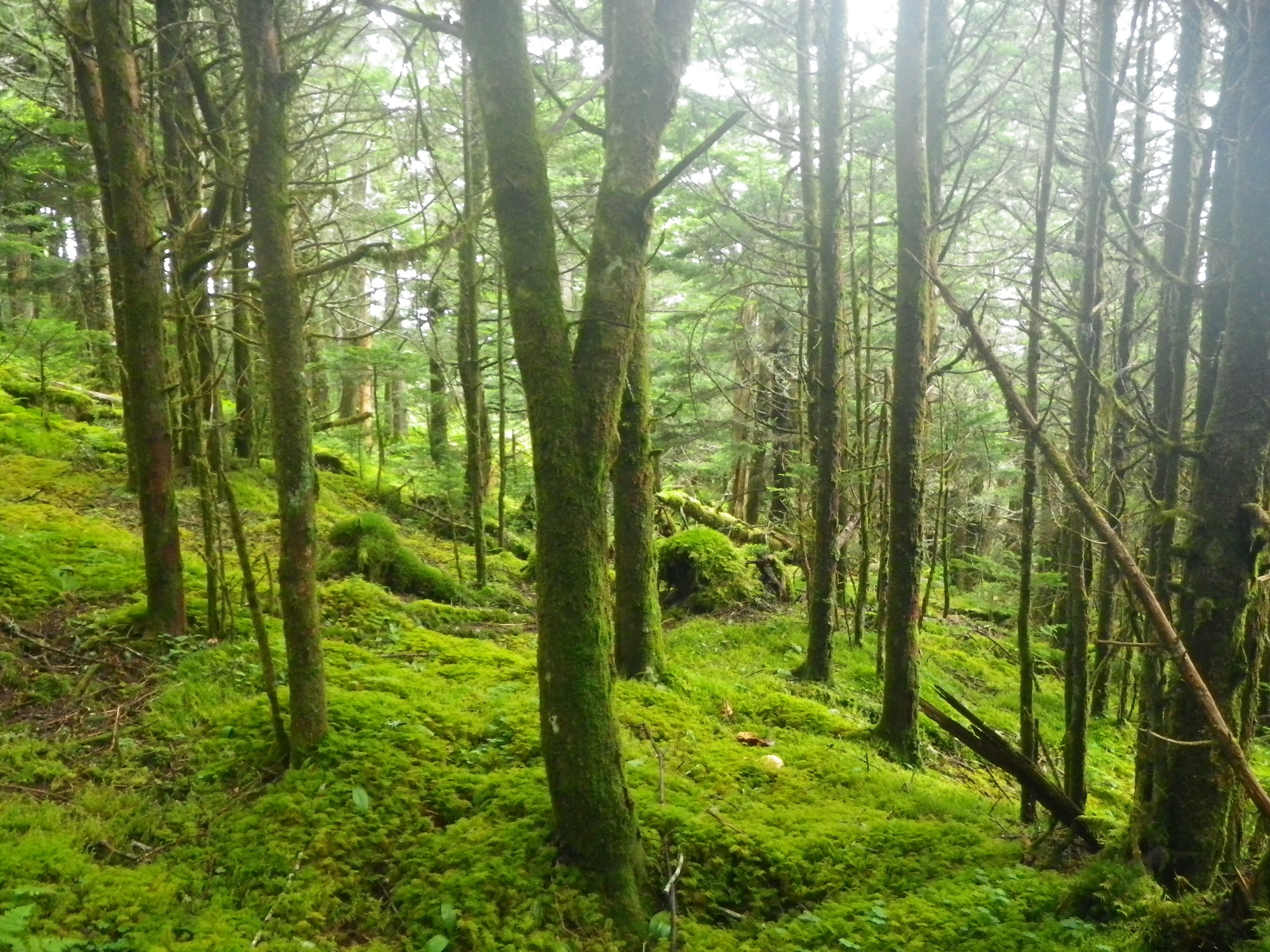 Plot Code: GRSM_AA_0540_6