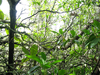 GRSM Accuracy Assessment. Plot Code: GRSM_AA_0174_4