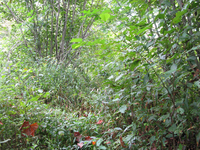 GRSM Accuracy Assessment. Plot Code: GRSM_AA_0510_4