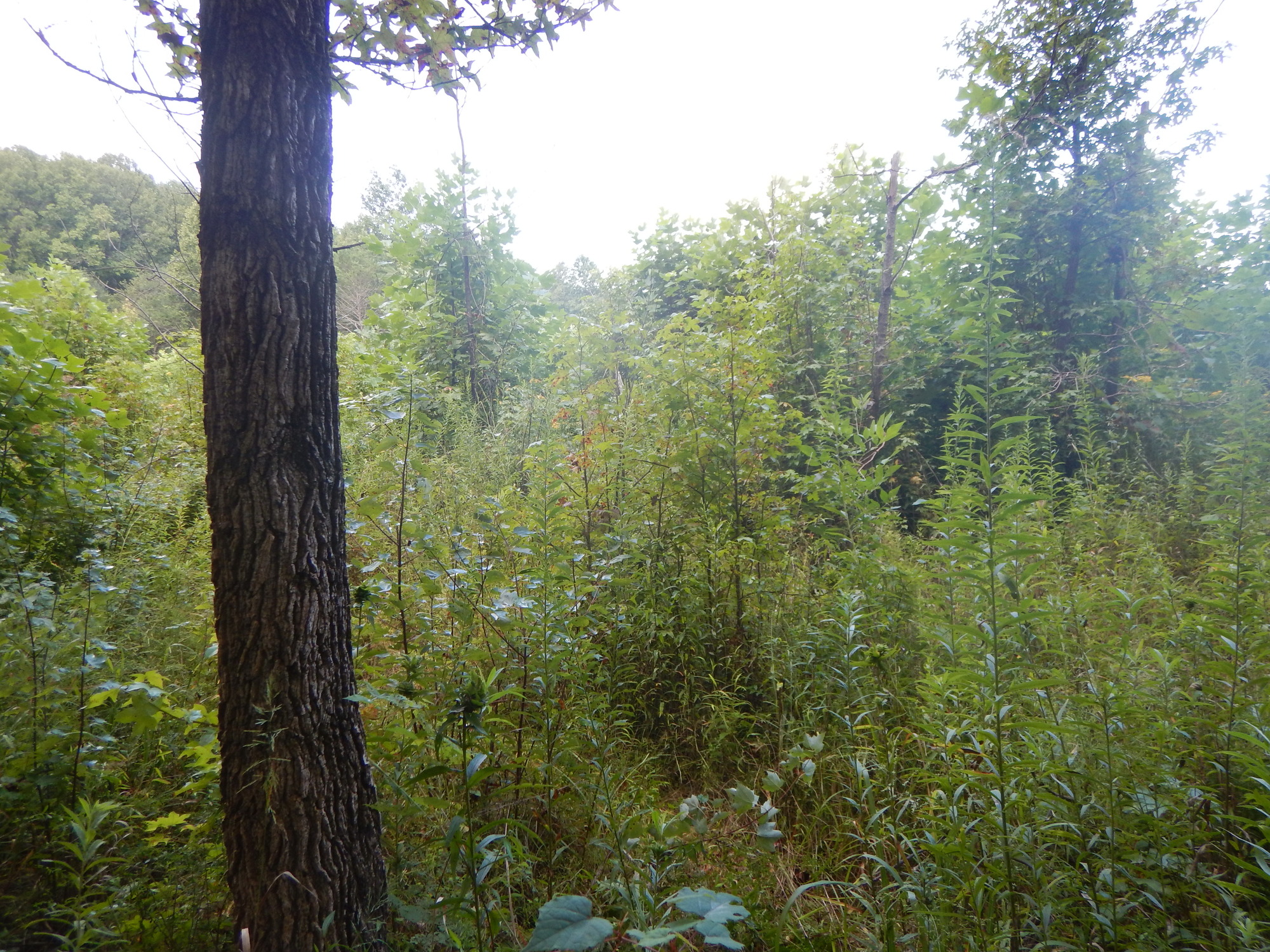 GRSM Accuracy Assessment. Plot Code: GRSM_AA_0708_5