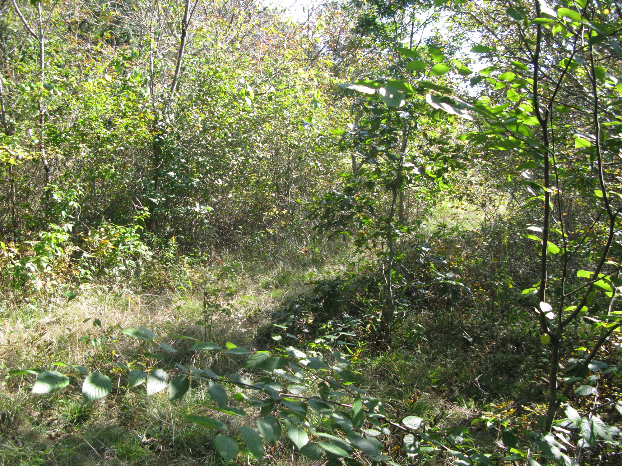 GRSM Accuracy Assessment. Plot Code: GRSM_AA_0342_6