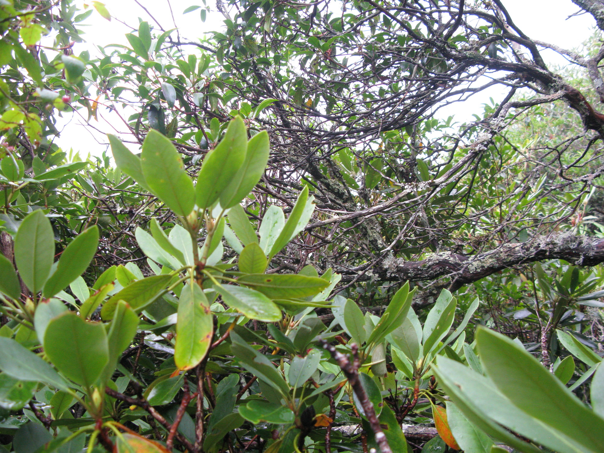 Plot Code: GRSM_AA_0369_6