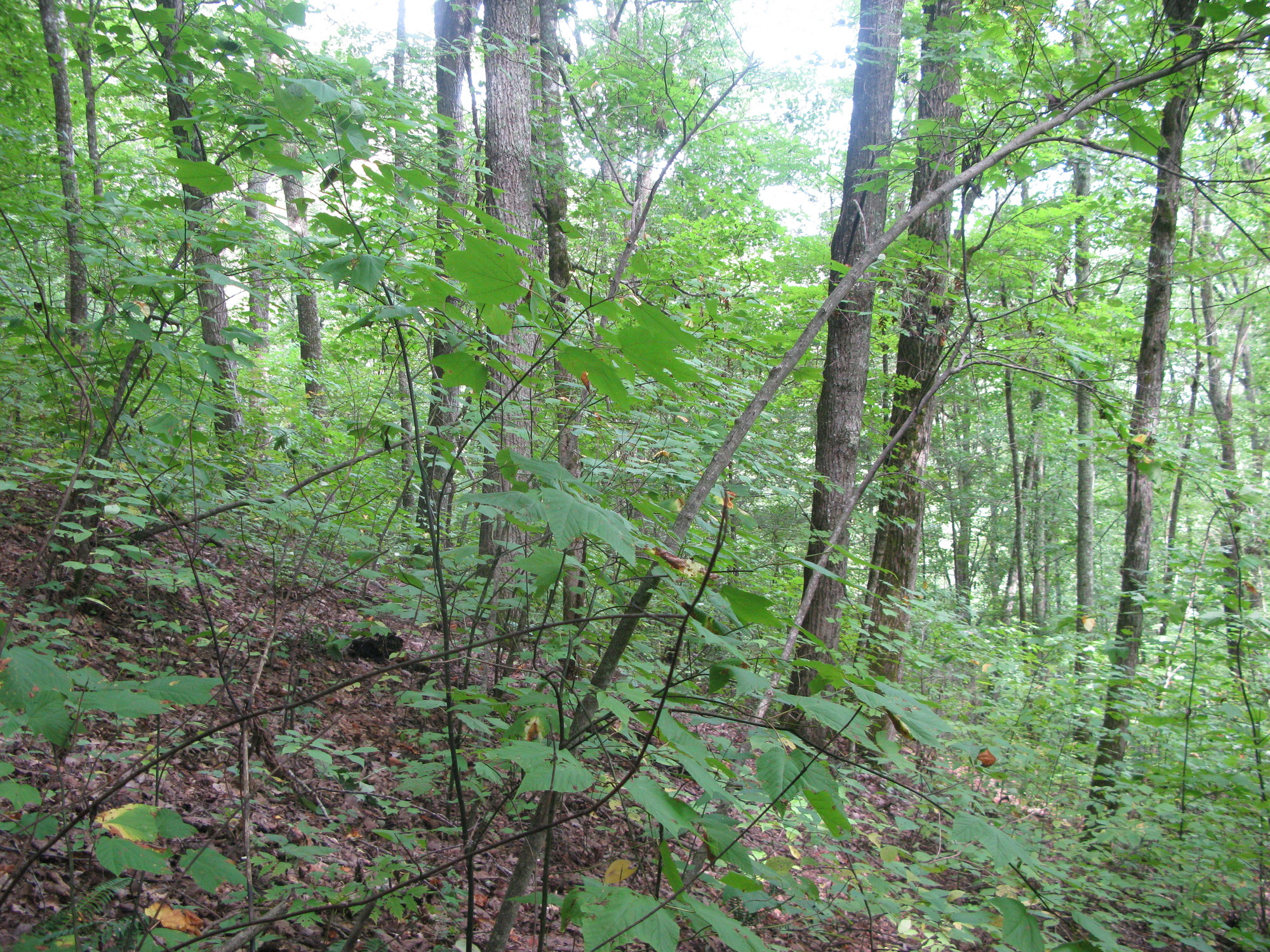 GRSM Accuracy Assessment. Plot Code: GRSM_AA_0426_6