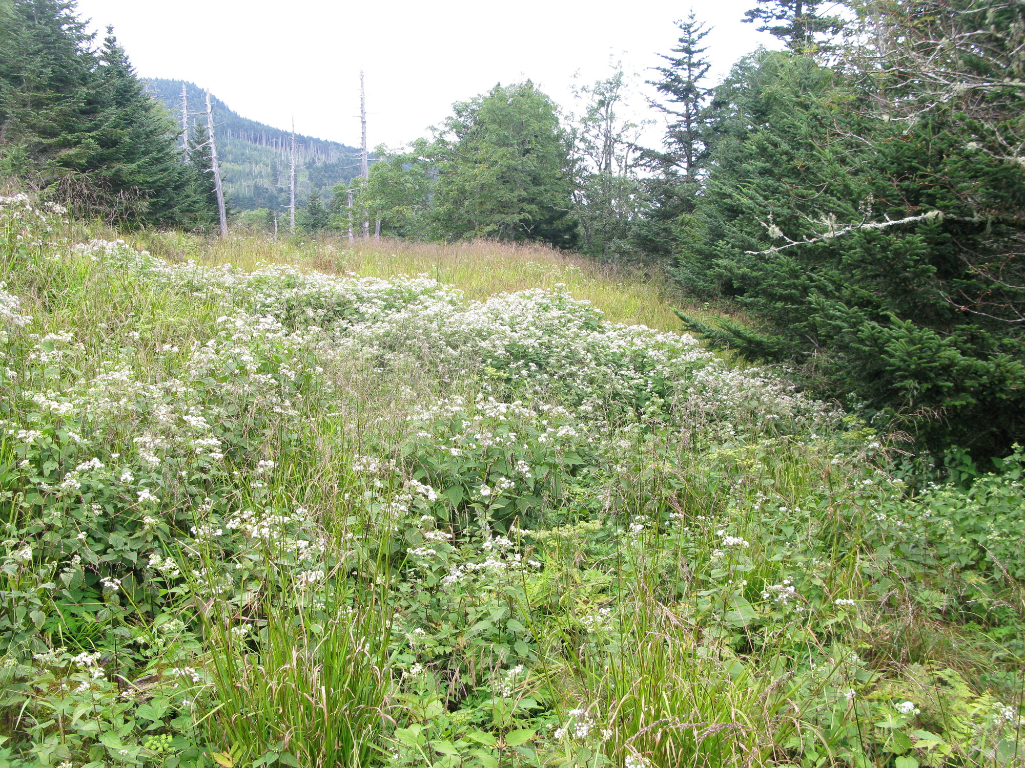 GRSM Accuracy Assessment. Plot Code: GRSM_AA_0781_5