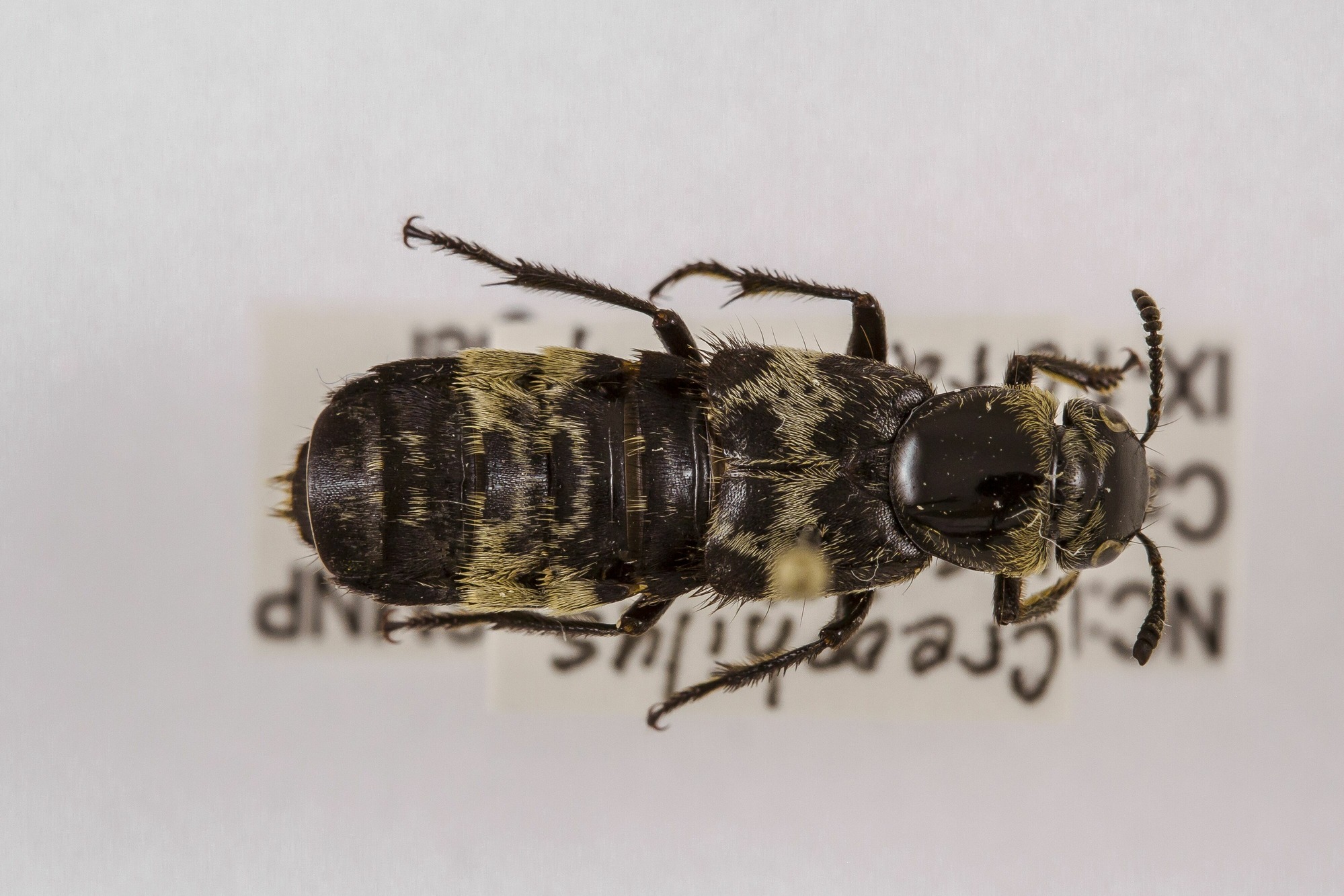 Image of Creophilus maxillosus, a species of Animalia