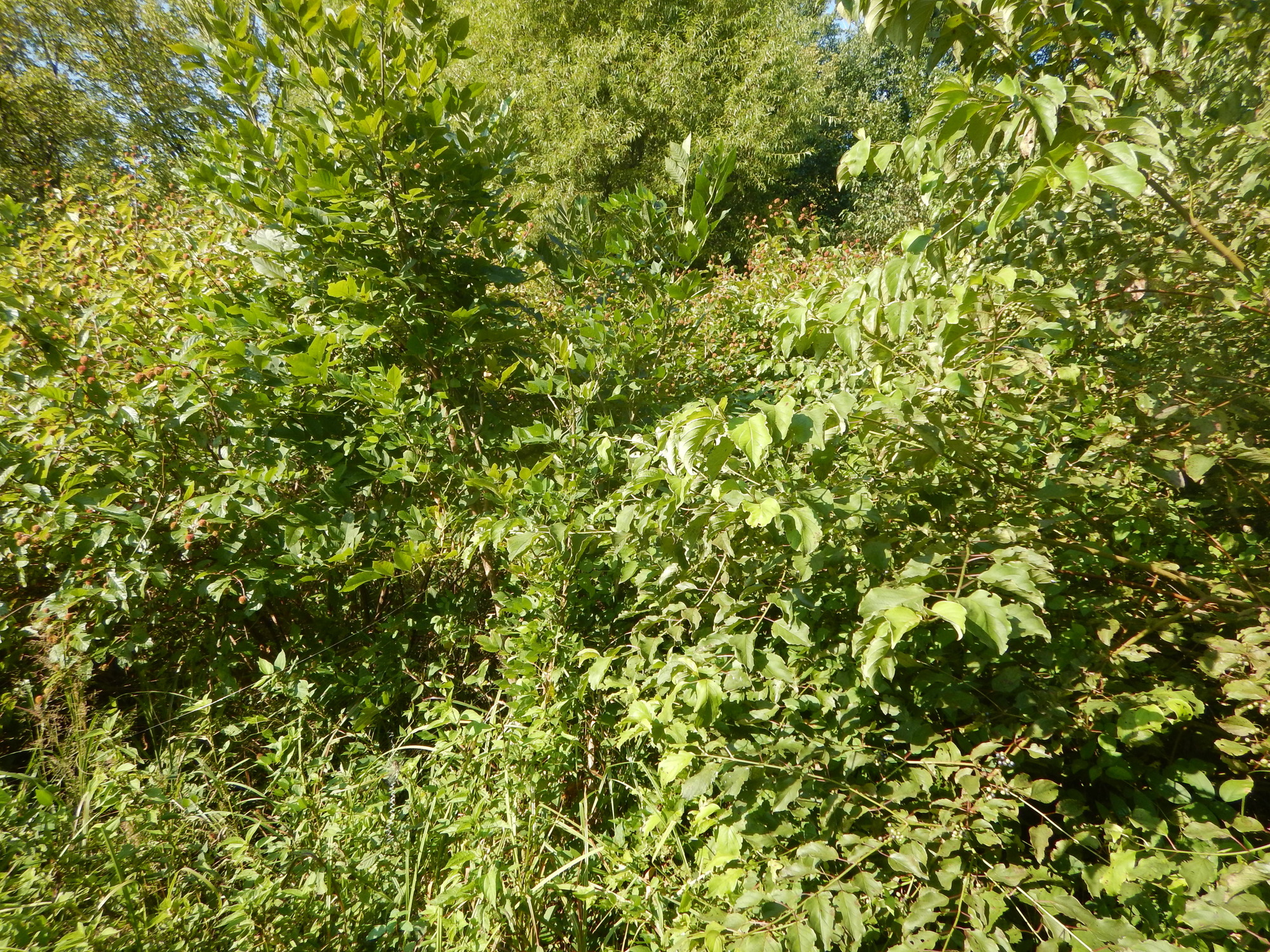 GRSM Accuracy Assessment. Plot Code: GRSM_AA_0463_5