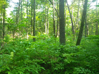 GRSM Accuracy Assessment. Plot Code: GRSM_AA_0545_2