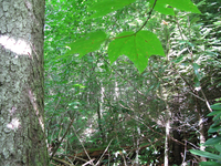 GRSM Accuracy Assessment. Plot Code: GRSM_AA_0739_5