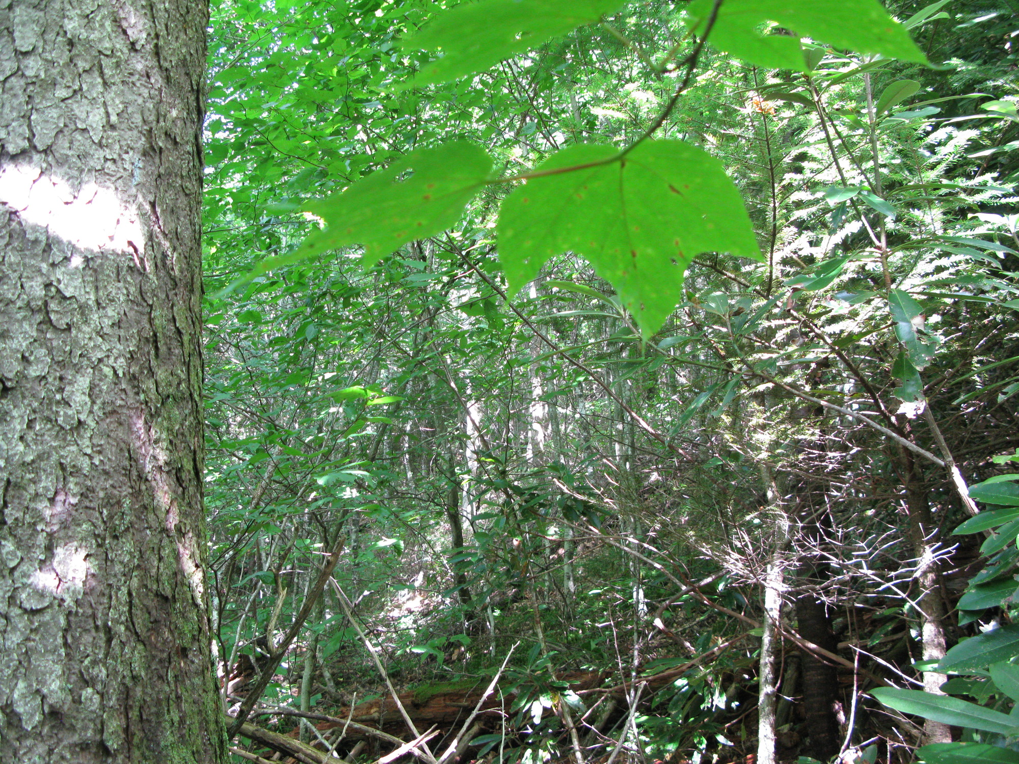 GRSM Accuracy Assessment. Plot Code: GRSM_AA_0739_5