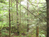 GRSM Accuracy Assessment. Plot Code: GRSM_AA_0280_5