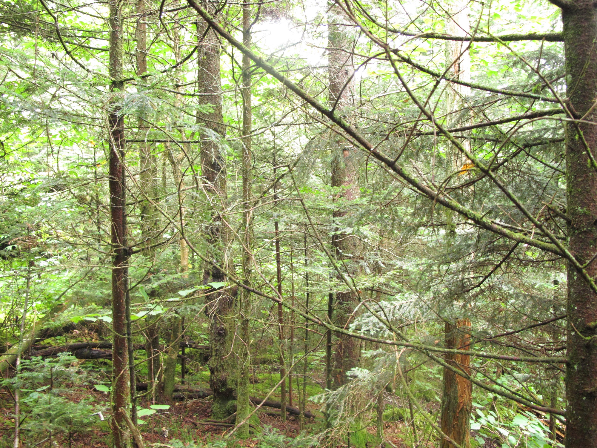 GRSM Accuracy Assessment. Plot Code: GRSM_AA_0280_5