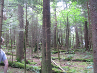 GRSM Accuracy Assessment. Plot Code: GRSM_AA_0827_3