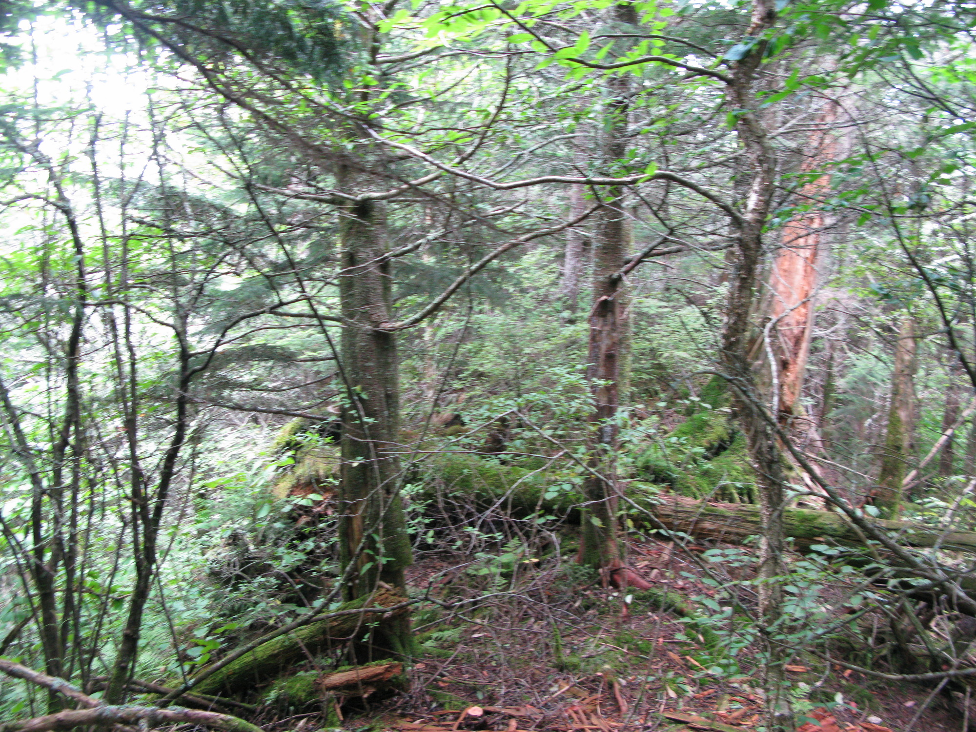 GRSM Accuracy Assessment. Plot Code: GRSM_AA_0275_2