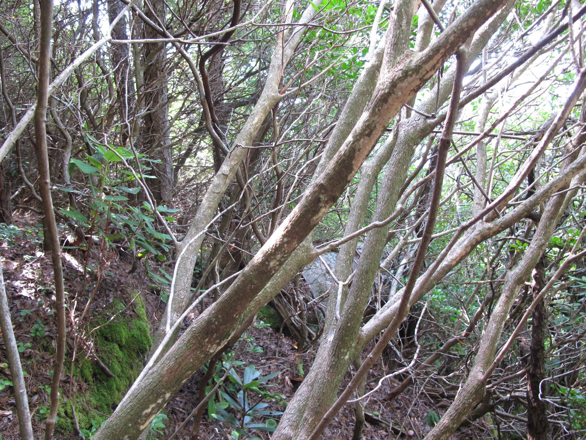 GRSM Accuracy Assessment. Plot Code: GRSM_AA_0410_4