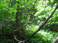 GRSM Accuracy Assessment. Plot Code: GRSM_AA_0738_5