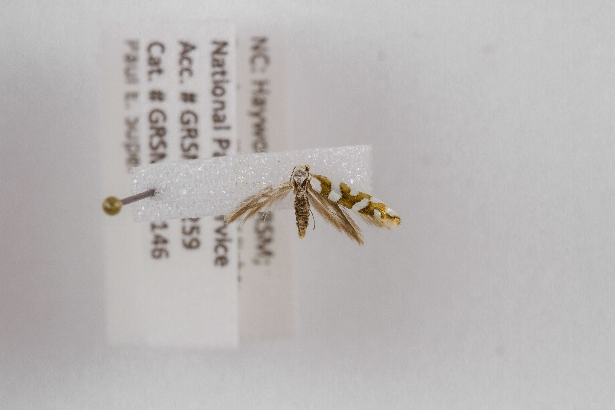 Image of Argyresthia goedartella, a species of Insect