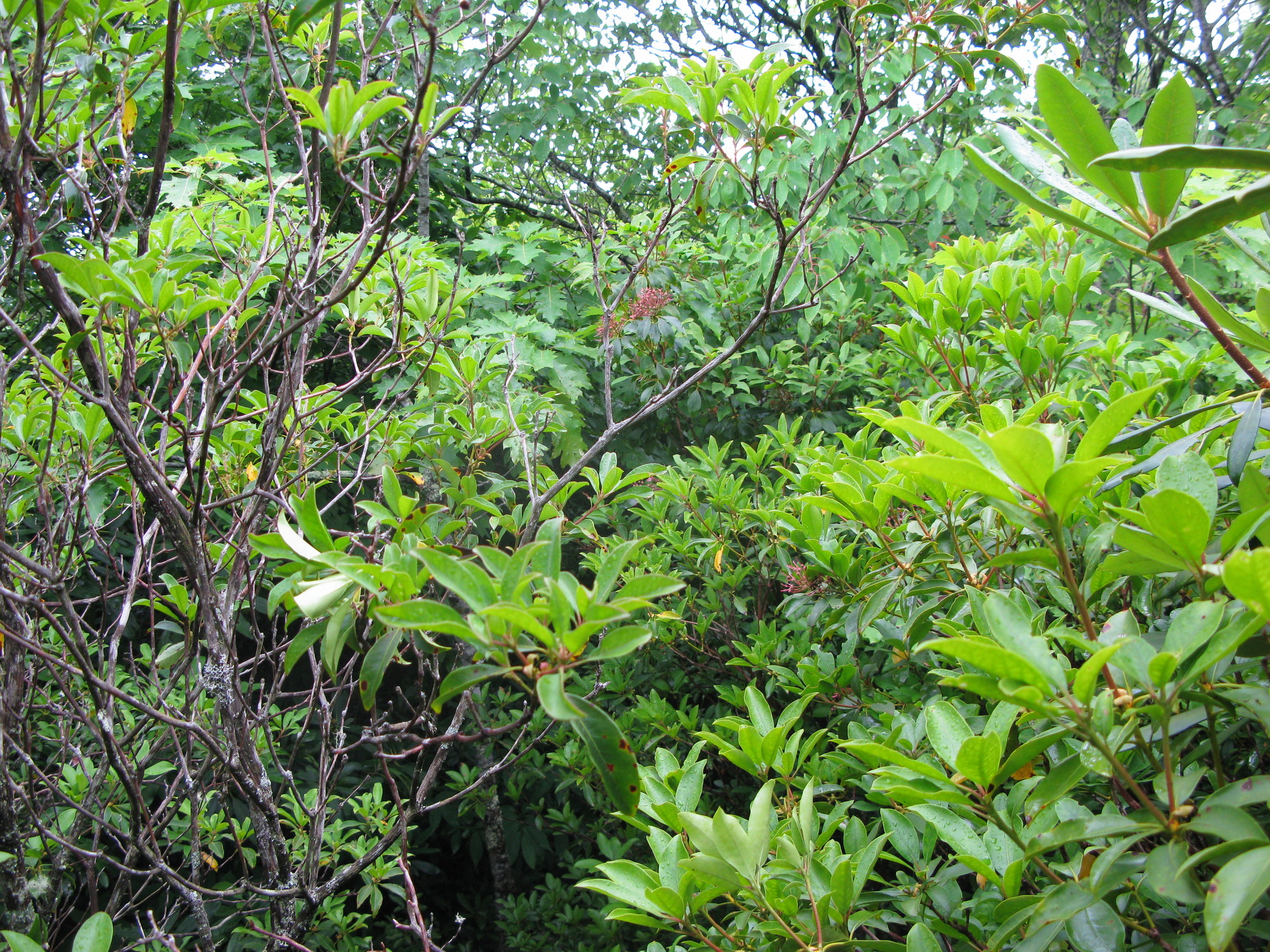 GRSM Accuracy Assessment. Plot Code: GRSM_AA_0884_5