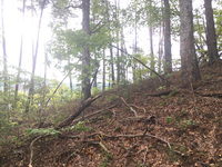 GRSM Accuracy Assessment. Plot Code: GRSM_AA_0433_4