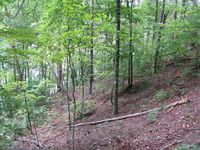 GRSM Accuracy Assessment. Plot Code: GRSM_AA_0328_4