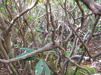 GRSM Accuracy Assessment. Plot Code: GRSM_AA_0981_5