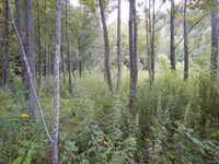 GRSM Accuracy Assessment. Plot Code: GRSM_AA_0708_4