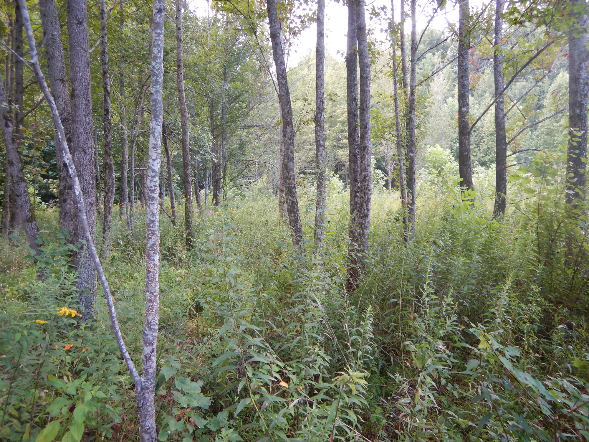 GRSM Accuracy Assessment. Plot Code: GRSM_AA_0708_4