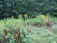 GRSM Accuracy Assessment. Plot Code: GRSM_AA_0071_5