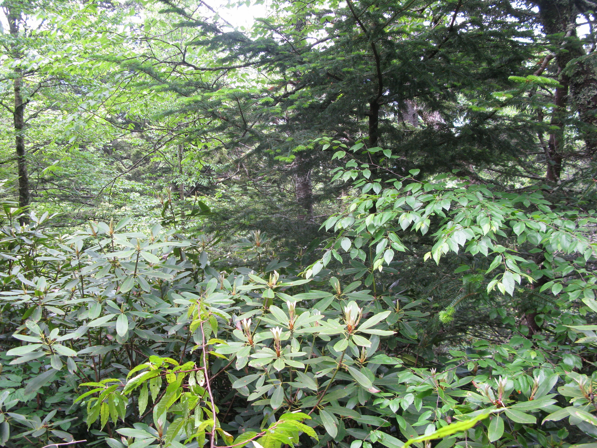 GRSM Accuracy Assessment. Plot Code: GRSM_AA_0546_6