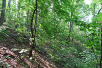 GRSM Accuracy Assessment. Plot Code: GRSM_AA_0940_4