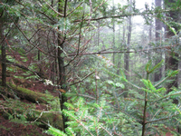 GRSM Accuracy Assessment. Plot Code: GRSM_AA_0962_3