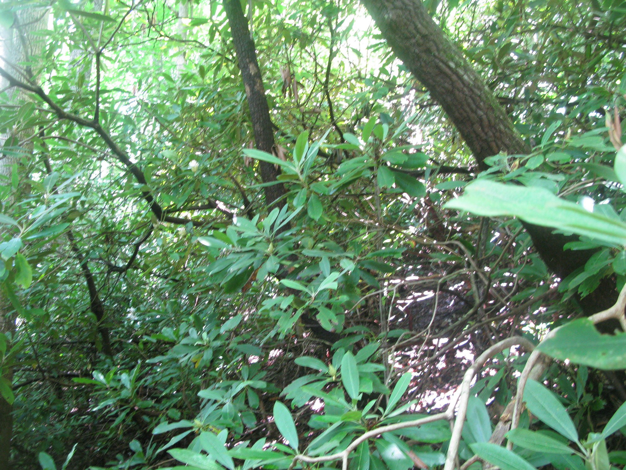 GRSM Accuracy Assessment. Plot Code: GRSM_AA_0409_2