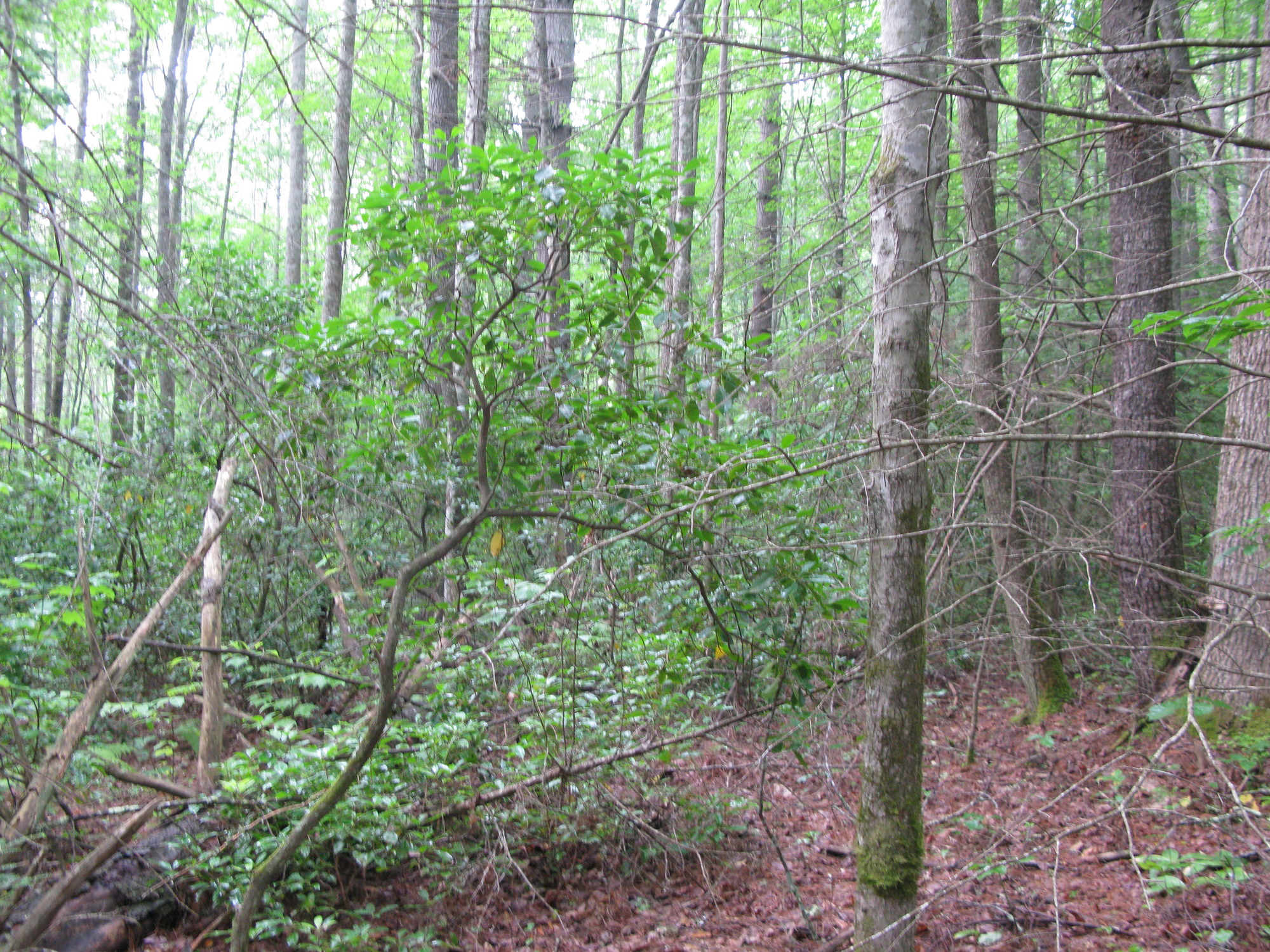 GRSM Accuracy Assessment. Plot Code: GRSM_AA_0164_6