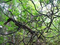 GRSM Accuracy Assessment. Plot Code: GRSM_AA_0211_3