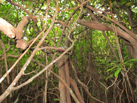 GRSM Accuracy Assessment. Plot Code: GRSM_AA_0880_6