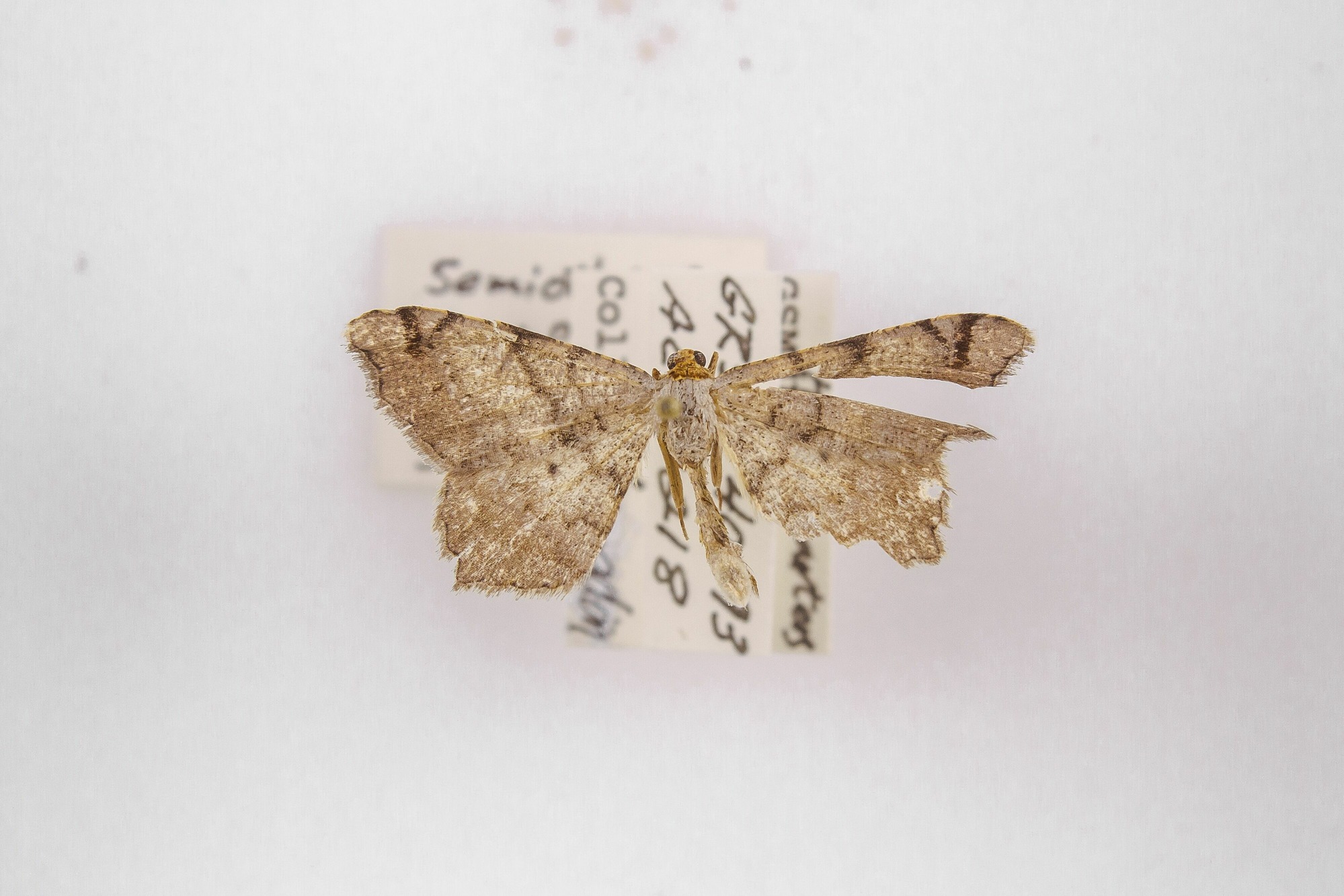 Image of Semiothisa aequiferaria, a species of Animalia