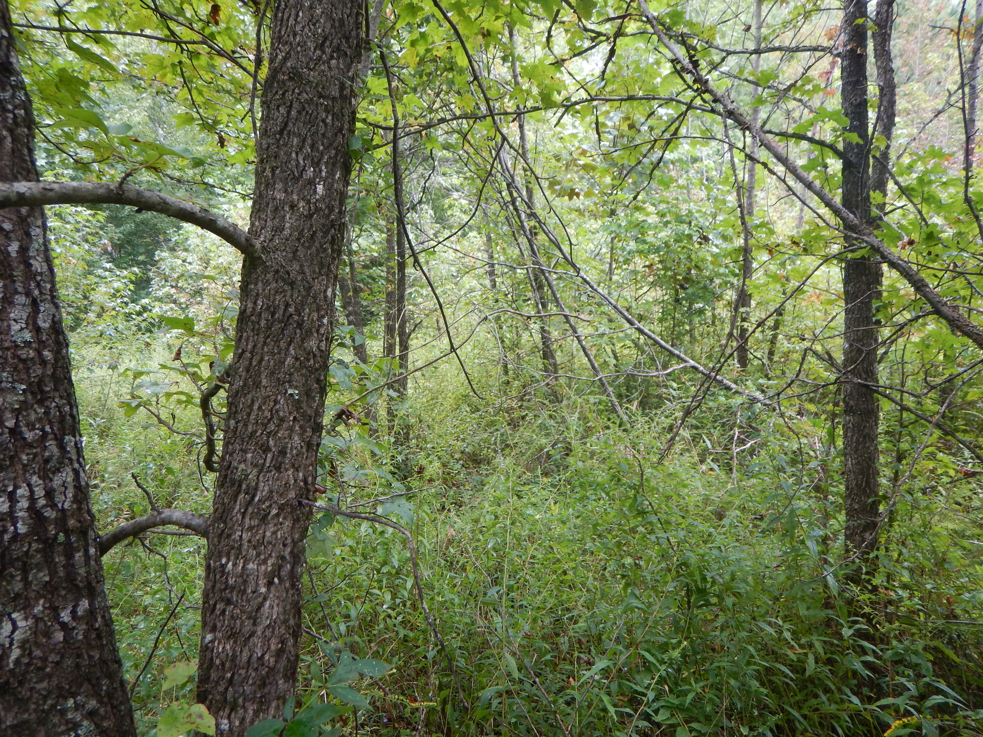 GRSM Accuracy Assessment. Plot Code: GRSM_AA_0709_2