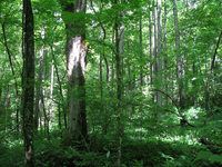 GRSM Accuracy Assessment. Plot Code: GRSM_AA_0647