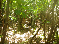 Plot Code: GRSM_AA_0692_2