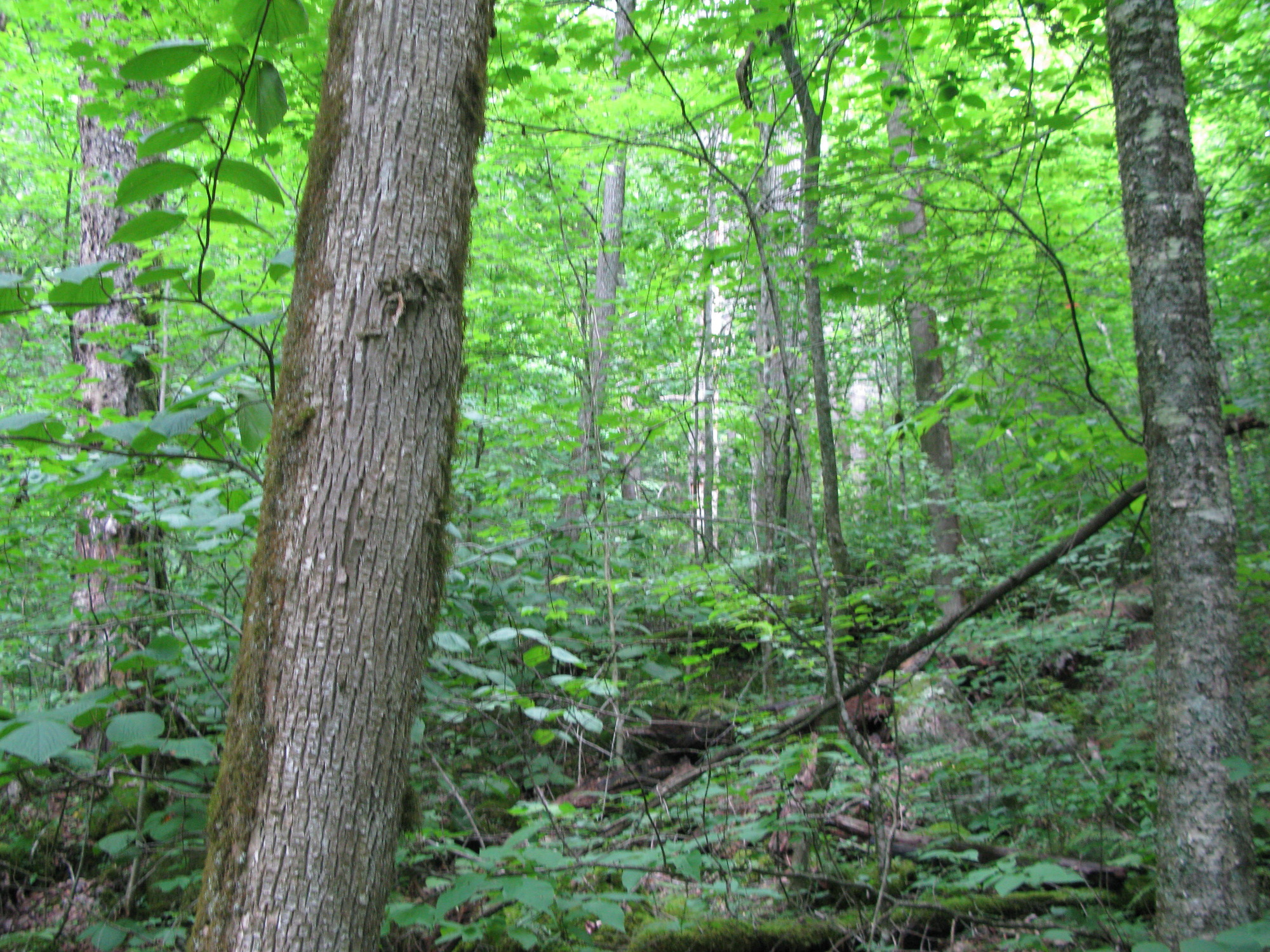 GRSM Accuracy Assessment. Plot Code: GRSM_AA_0021_2