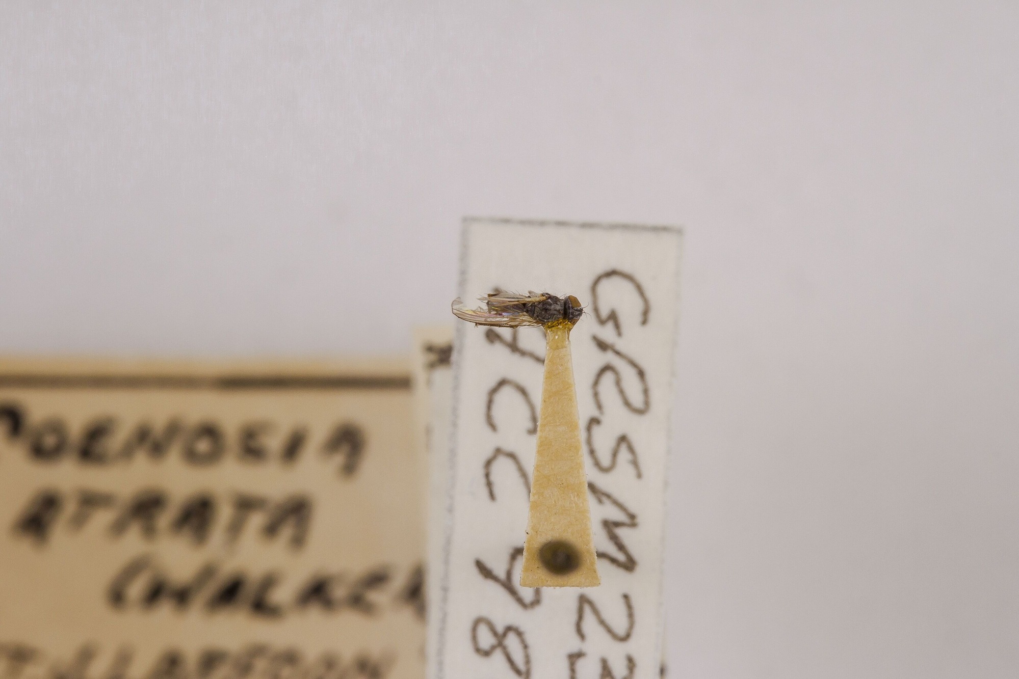 Image of Coenosia atrata, a species of Animalia