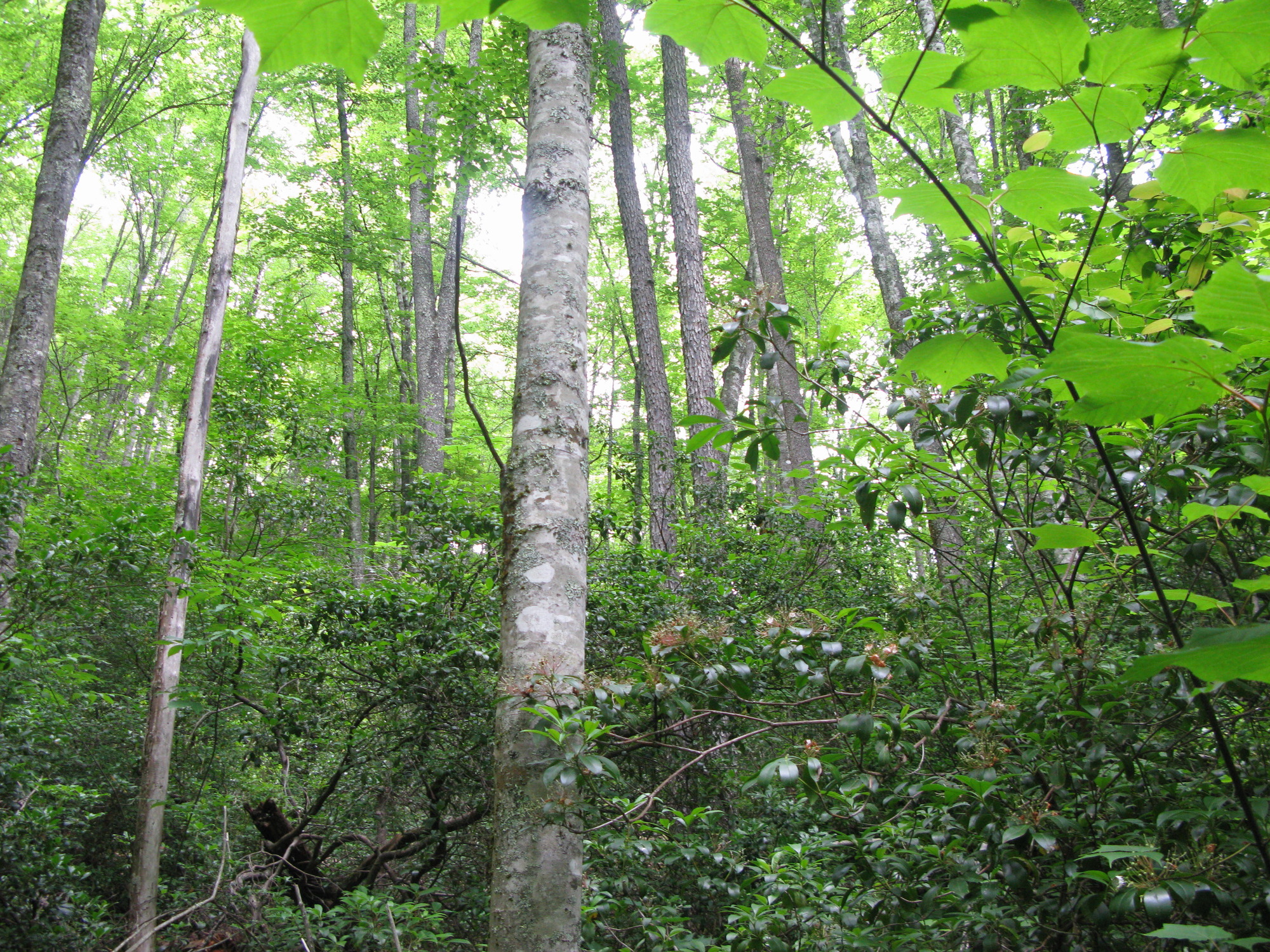 GRSM Accuracy Assessment. Plot Code: GRSM_AA_0131_6