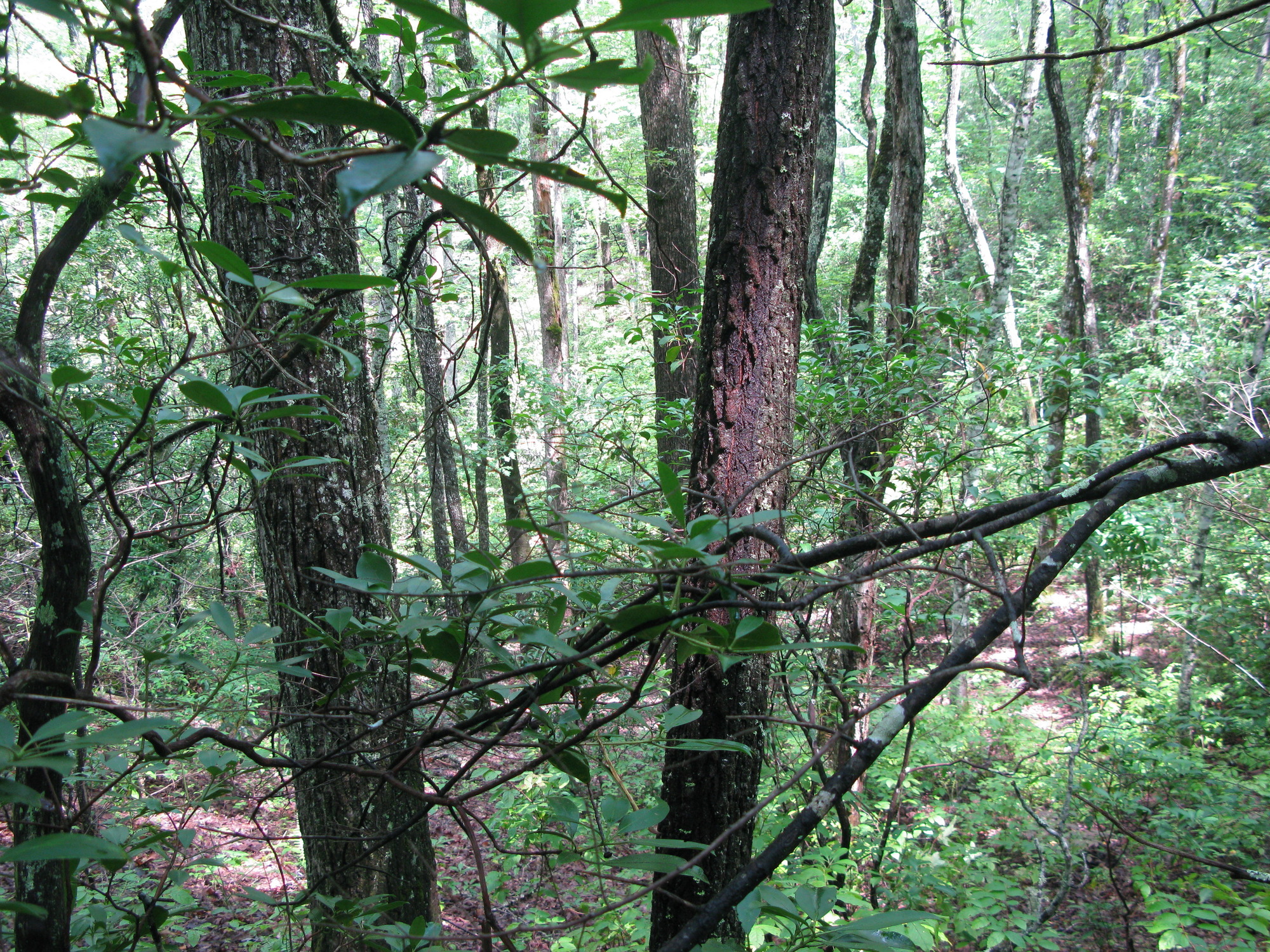 GRSM Accuracy Assessment. Plot Code: GRSM_AA_0152_2