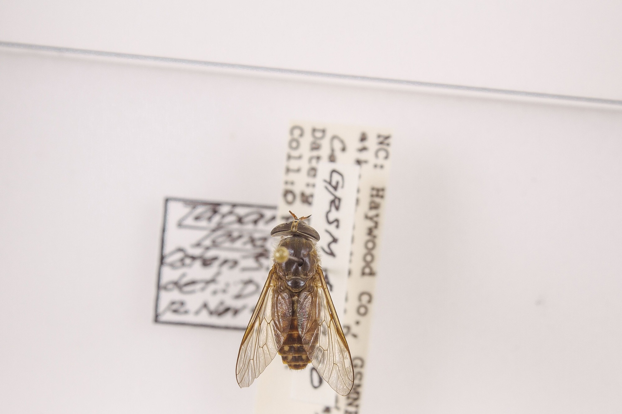 Image of Tabanus longus, a species of Animalia